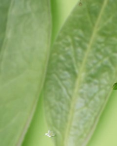 7.2K views · 930 reactions | Make spring cleaning a breeze with trusted products like Febreze, Mr. Clean, Cascade, Dawn, and Swiffer. Available at Walmart. | Walmart | Facebook