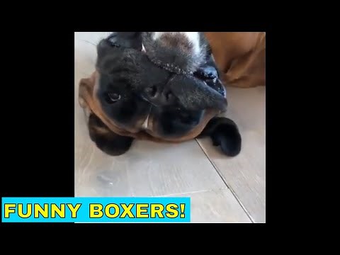 Cute and funny boxer dogs