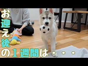 【 子犬 】生後2か月のハスキーお迎え後の１週間はこうやって過ごしました！