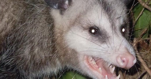 What's That Sound? 8 Animals That Might Be Screaming in Your Neck of the Woods