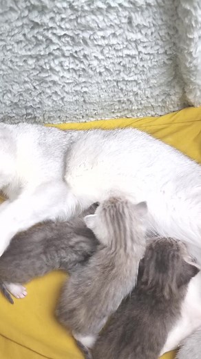 594K views · 10K reactions | Mom cat calls kitten to eat, it’s dinner time. Cat meowing) #meowing #catcallskitten #momcat | Cat Chloe & kittens | Facebook