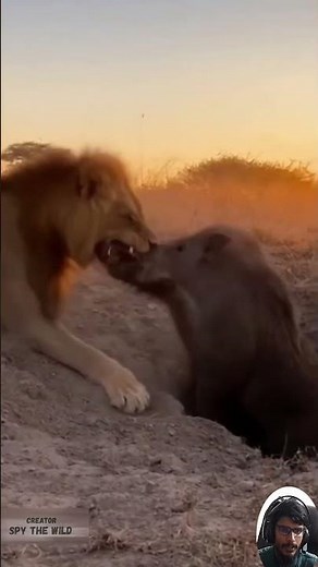 The Power of the King Lion Pulls Wild Boar from Its Burrow in a Tug of Survival