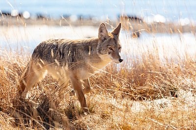Rules for Coyote Hunting in New Hampshire