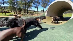 79K views · 7.7K reactions | Today was Small Dog Day at the farm. The...