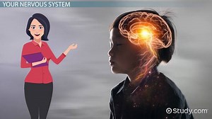 Nervous System Functions Lesson for Kids