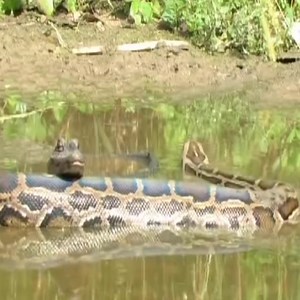 Leopard vs Python- Leopard kills python. #snake | Snake Doctor