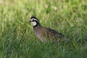 5 of The Most Common Quail Breeds for Homesteaders and Which is Right for You