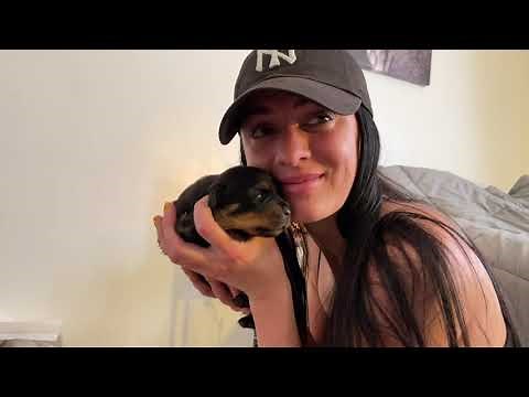 Rottweiler Puppy From Baby to Dog: Day one, 8 weeks to 8 months