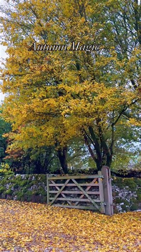 Autumn Magic in the Peak District 🍁🍂 Have a super day xx Remember: Respect, Protect and Enjoy our Country … leave it as you found it 💚 Countryside & Farm Life | Rural Life | Peak District | Peak District National Park | Derbyshire & Staffordshire | England | Places to Visit UK | English Countryside | Countryside Views | English Village Scenes | Pretty Places | Cozy Vibes | Country Lanes | Slow Living | Cottage Core | English Houses & Cottages | Autumn Scenes | Countryside Walks | October Scen