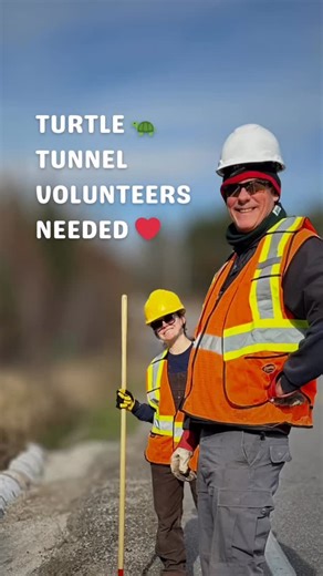 Would you be able to help turtle by volunteering to install turtle tunnel fencing? If you’re over 18 and can spare a couple of hours on any Tuesday or Wednesday in October or November text us at 705-854-2888 or DM us. We appreciate it! #turtleguardians | TurtleGuardians