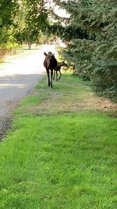 Cool moose sighting! Check out this video from Hamilton of a mama moose and calf just strolling around town. Don't forget to Chime In your wildlife video (taken from a safe distance) at https://nbcmontana.com/chimein 📹: Dyan Schertler | NBC Montana