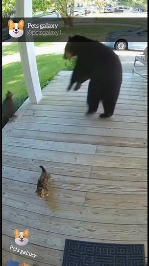 Brave Mother Cat Chases Away a Black Bear to Protect Her Kitten 🐻🐱 | Real 4K CCTV Footage