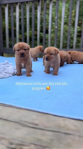 31K views · 7.3K reactions | Life is good with English lab puppies 殺凜 My favorite stage!! When they first begin to become aware of world around them, and start having fun playing with their littermates, and with us! It just keeps getting better 殺 #englishlabrador #englishlabpuppy #foxredlab #foxredlabrador #foxredlablove #foxredpuppy | The Happiest Labrador | Facebook