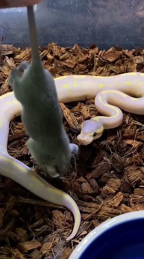 The Lightning-Fast Ball Python Strike, Thoughts? 🤩🐍 #python #snake #reptiles