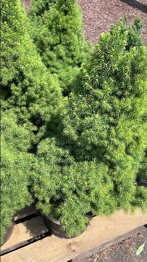 Maintains its shape! Dwarf Alberta Spruce #shorts