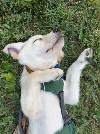 New Puppy Alert: Meet Our Sleepy Service Dog in Training