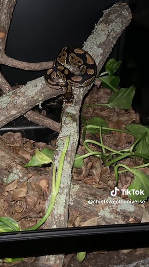 How I Feed my Ball Python Nagini! Frozen thawed method. I usually get extremely hot water you can also do cold at first but after 15 minutes i replace the water with even more very hot water to get it tk temps around 100f then i show it to my pythons who immediately eat it happily. #ballpython #snake #snakes #snakesoftiktok #reptile #reptiles