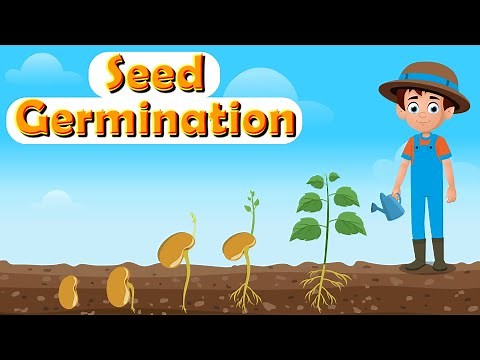 What Is Germination? | How Do Seeds Grow into Plants? | Process and Stages of Germination