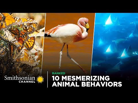 10 Mesmerizing Animal Behaviors | Smithsonian Channel