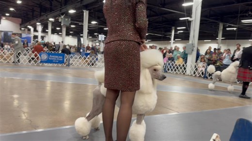Preview of the standard poodle you will see televised on THE NATIONAL DOG SHOW on NBC Thanksgiving Day from 12-2 p.m. in all time zones. | Charis Standard Poodle