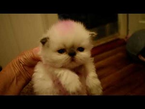 Larkspur's 19 Day Old ALL Chocolate Point Himalayan Kitten Litter