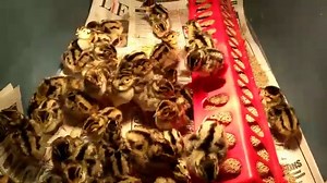 Raising Pheasants: 5 Things I Didn't Know