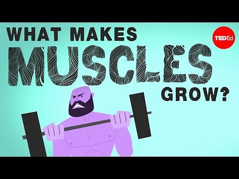 What makes muscles grow? - Jeffrey Siegel