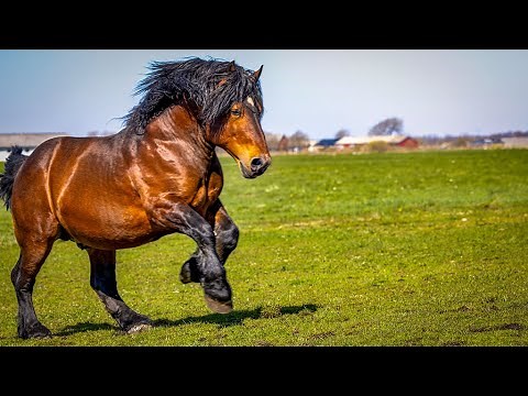 1 HOUR of AMAZING DRAFT HORSES - Calming Music, Relaxation, Stress Relief