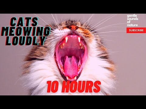 Cats Meowing Loudly (10 hours) compilation