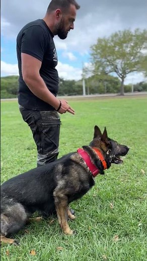 Real Police Dog Training in Action – Tracking, and Tactical Drills of Highly Trained Working Dogs