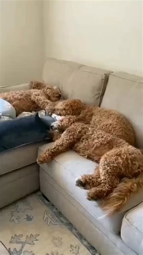 73K views · 1.1K reactions | so cute  | Cockapoo Dog | Facebook