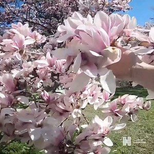 18K views · 270 reactions | Don't miss spring in bloom or anything else with these 7 virtual Hamilton experiences https://tourismhamilton.com/experience-hamilton-from-home | Tourism Hamilton | Facebook