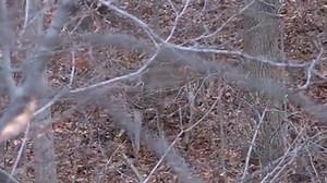 1.3M views · 3K reactions | Some of the most impressive whitetail vocalizations we've ever heard captured on film! | The Management Advantage | Facebook