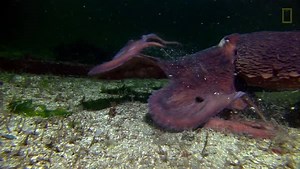 13M views · 80K shares | With the ability to grow up to 30 feet (9 meters) long, the giant Pacific octopus has been known to eat sharks. | National Geographic | Facebook