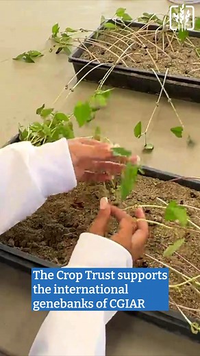 2.9K views · 63 reactions | Every seed conserved in a genebank holds...