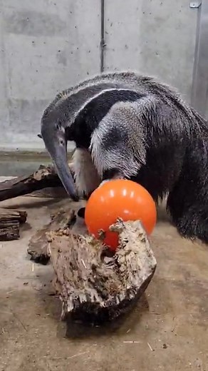 Guess who's stealing the spotlight on World Anteater Day? Rio, our queen of the long snout. 👑 Over the last few years, Rio has been busy sweeping up snacks and hearts. This winter, she will be moving to another accredited zoo per AZA recommendations. Come try to see her before our season ends on November 23. If temperatures are above 40 degrees, you might even spot her outdoors! 🐜 Fun facts about Rio from Zookeeper Sarah: - She loves perfumes and extracts. Her favorites are maple and lemon. 🍋