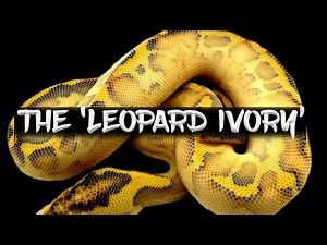 The 'Leopard Ivory' Ball Python