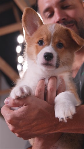 Corgi Puppies Available - Learn about the breed 🐶👑 Small legs. Big personality. Endless charm. Corgis are one of the most instantly lovable breeds, and it’s easy to see why the moment you meet one. They’re smart, playful, and famously full of confidence. Corgis love to be part of the action, thrive with training and mental stimulation, and bring a silly, joyful energy into every room they enter. They’re affectionate with their families, loyal to the core, and known for that signature wiggle th