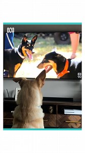 14K views · 285 reactions | Dogs watching dogs on TV, lol!  How...