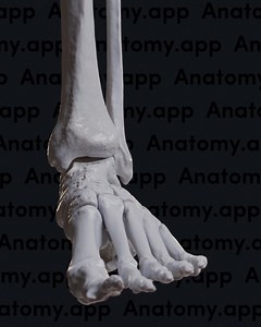 6.5K views · 94 reactions | Inversion and eversion are movements of...