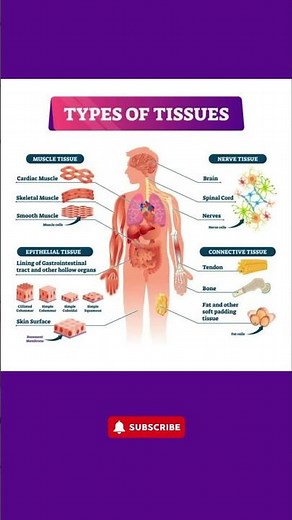 Types of Tissues Explained with Diagram | Human Body Anatomy | Learn with Visuals