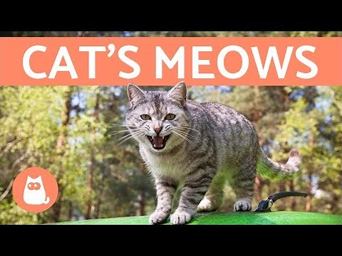 Cat's Meows and What They Mean
