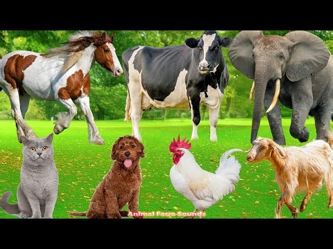 Cute Farm Animals Compilation: Cow, Cat, Chicken, Dog, Sheep, Cat, Horse – Animal Video