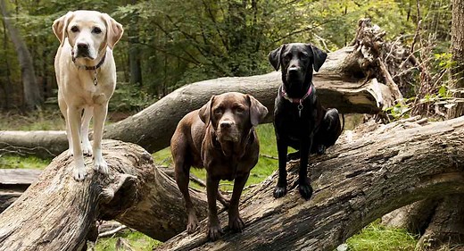 Labrador Colors - The Secrets of Labrador Color Inheritance