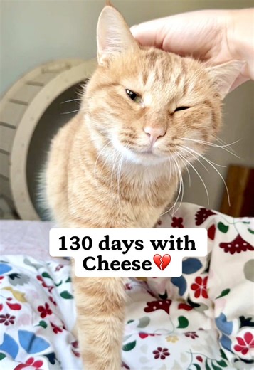 Transformación de Cheese: De gato callejero a compañero