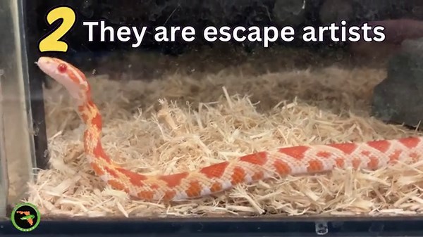 Baby Corn Snake Facts in 30 Seconds | Pet Snake #cornsnakes #snakes