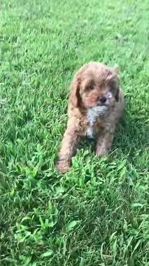 Meet Carson: The Charismatic Cavapoo Puppy