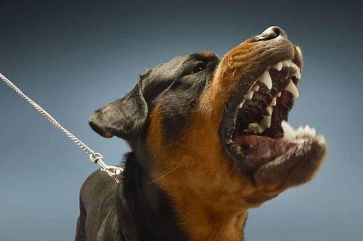 Are Rottweilers Dangerous Dogs? (To Owners and Other Dogs) | Dog Advisory Council