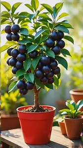 2.6M views · 30K reactions | New technique for growing Java plum plant #reels #instagram | The Planto Facts | Facebook
