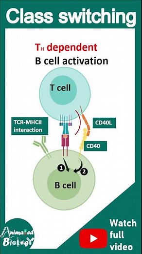 Isotype switching | Class switching | immunology in 1 minute | usmle